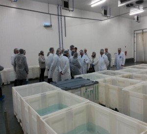 visita-empresa-gil-comes-anchoas